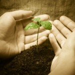 hands and plant growth